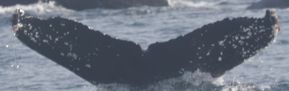Fluke of CRC-21878
