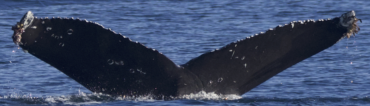 Fluke of CRC-21879