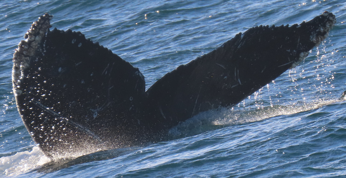 Fluke of CRC-21881