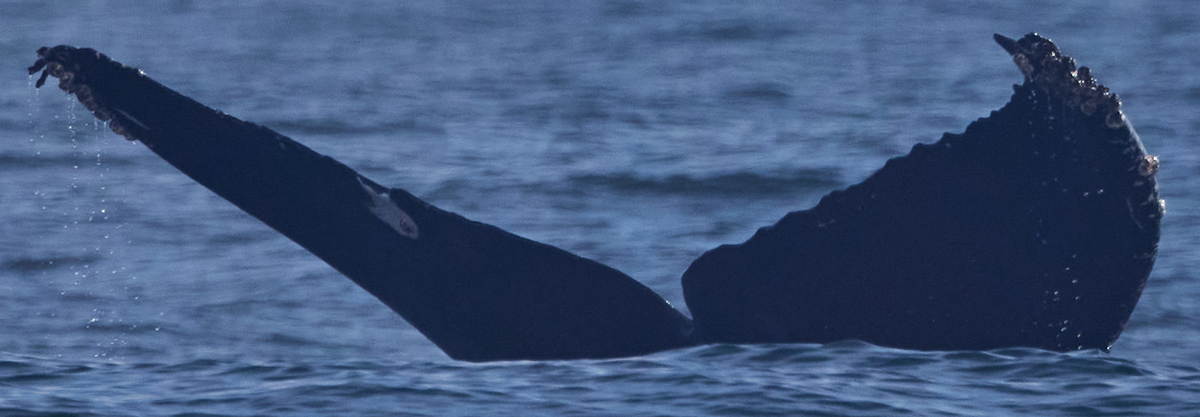 Fluke of CRC-21884