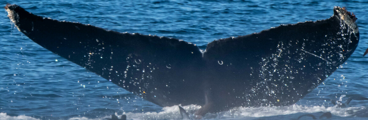 Fluke of CRC-21888