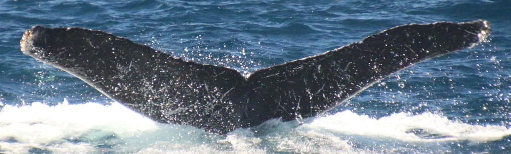 Fluke of CRC-21890