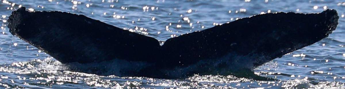 Fluke of CRC-21891
