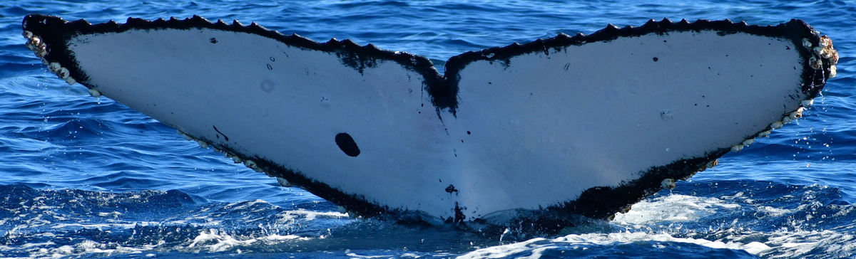 Fluke of CRC-22471