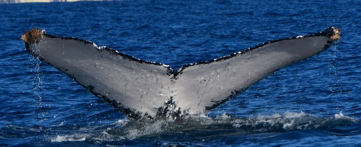 Fluke of HW-MN0523687