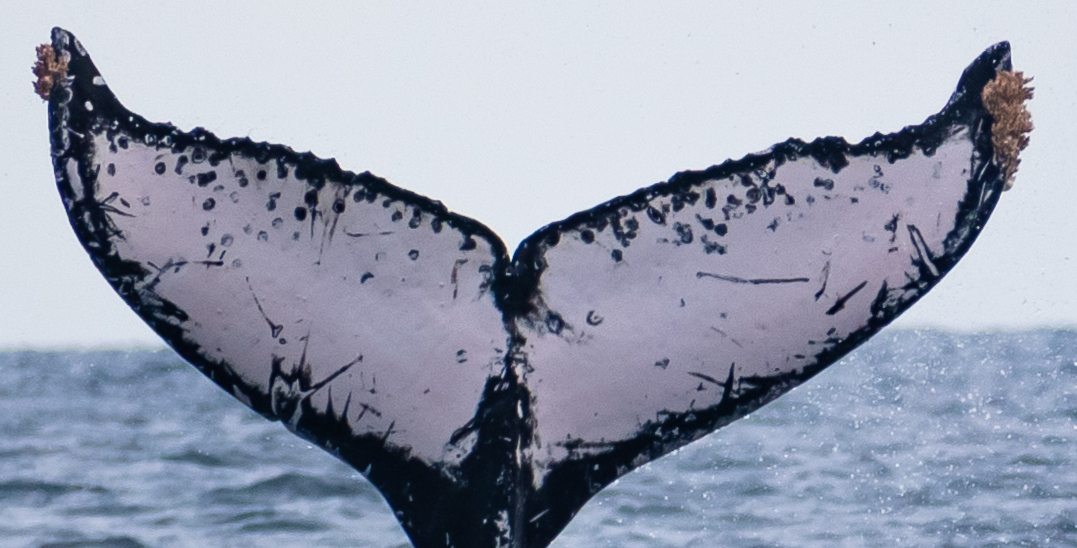Fluke of HW-MN0523693