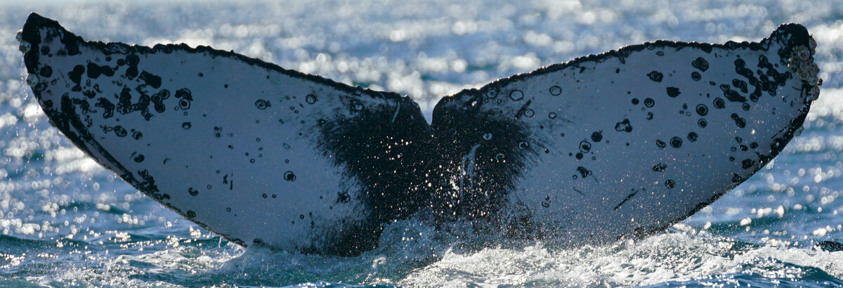Fluke of HW-MN0523697
