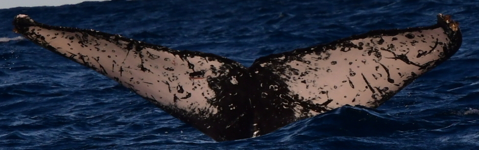 Fluke of CRC-22115