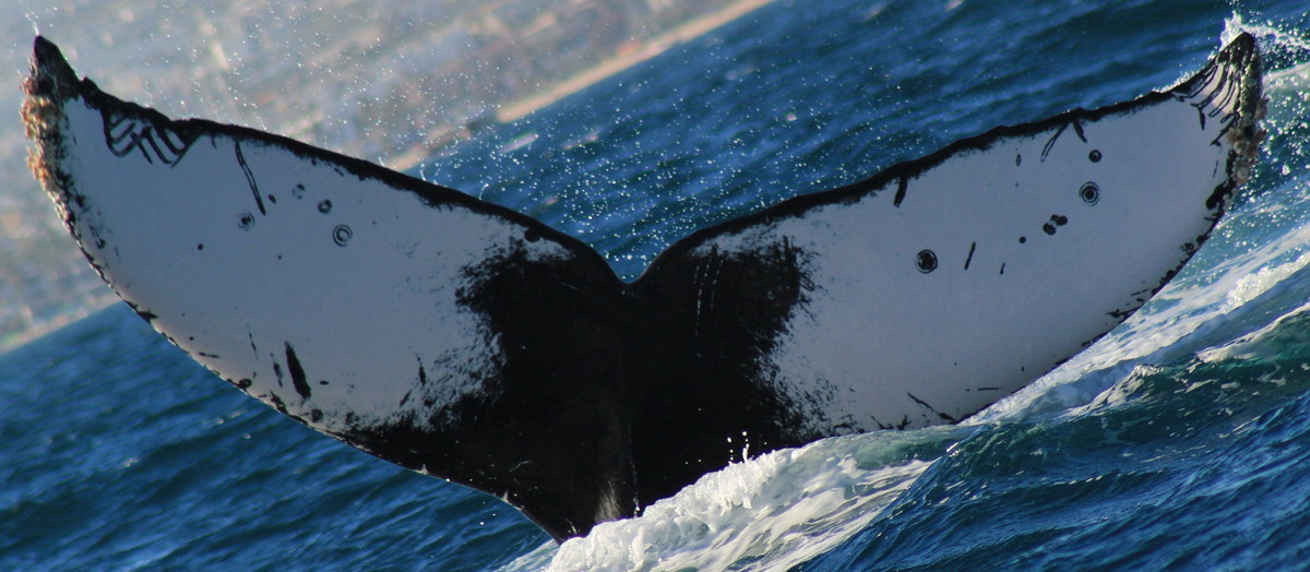 Fluke of CRC-20969