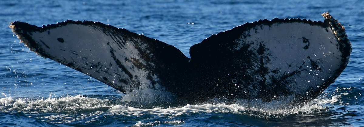Fluke of HW-MN0523709