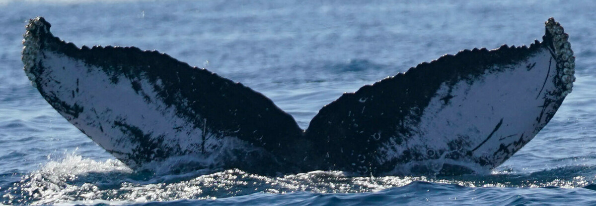 Fluke of HW-MN0523714