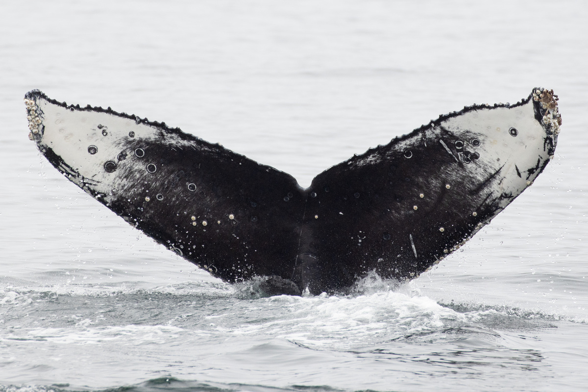 Fluke of HW-MN0523716