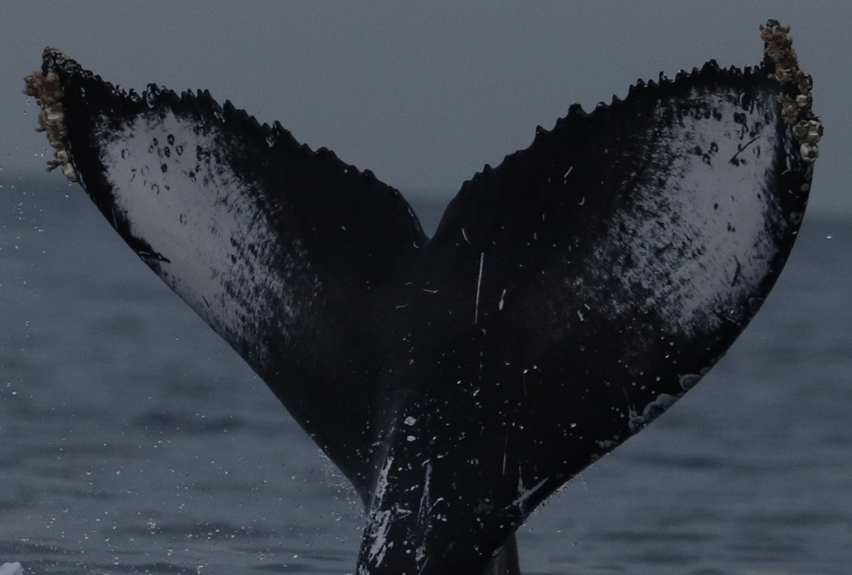Fluke of HW-MN0523726