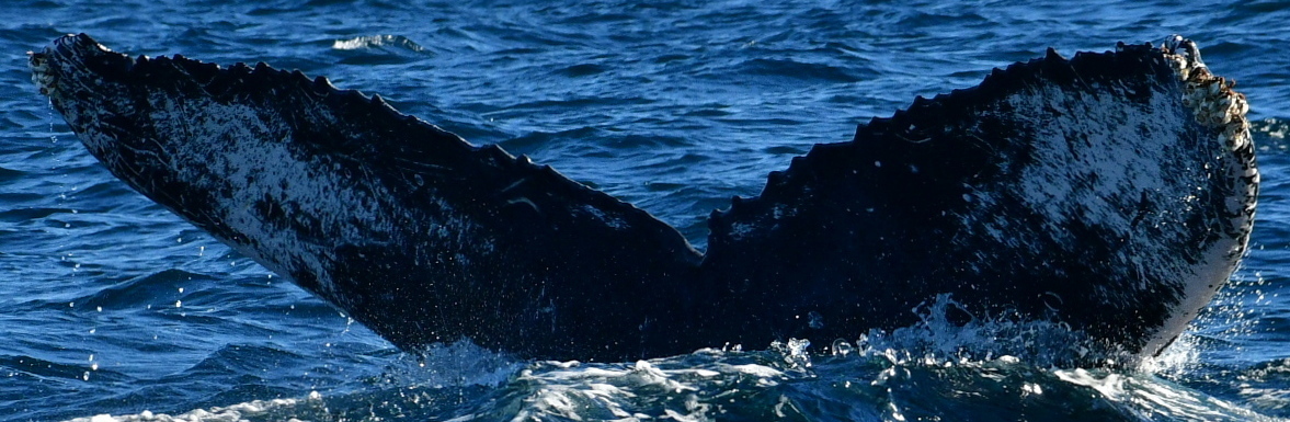 Fluke of HW-MN0523729