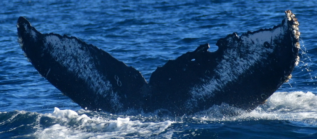 Fluke of HW-MN0523732