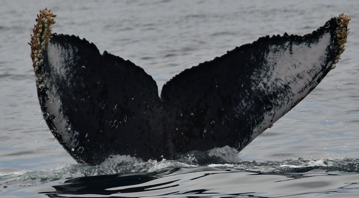 Fluke of HW-MN0523733