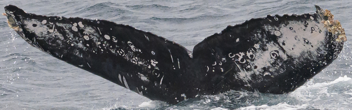 Fluke of HW-MN0523734