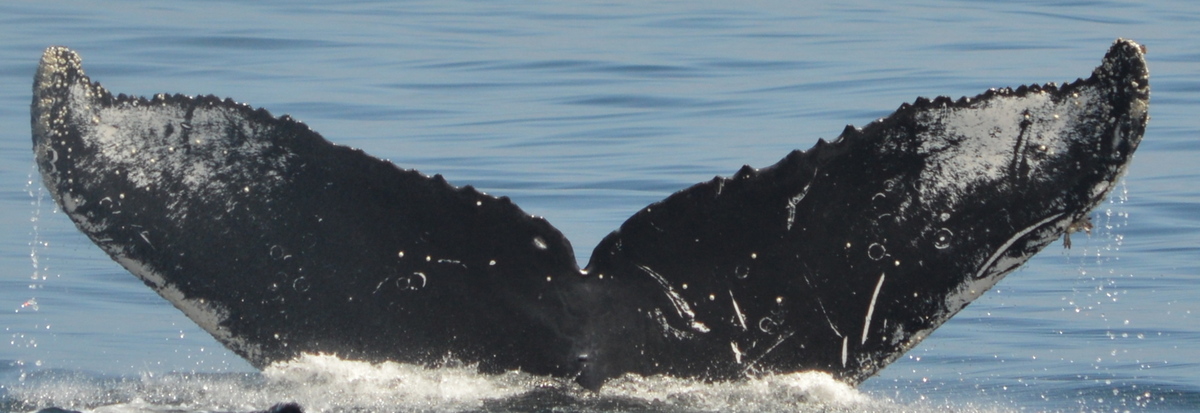 Fluke of HW-MN0523738
