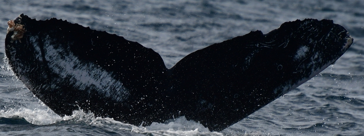 Fluke of HW-MN0523741