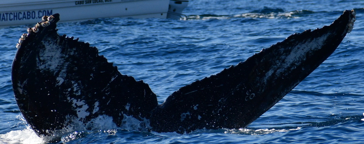 Fluke of HW-MN0523742