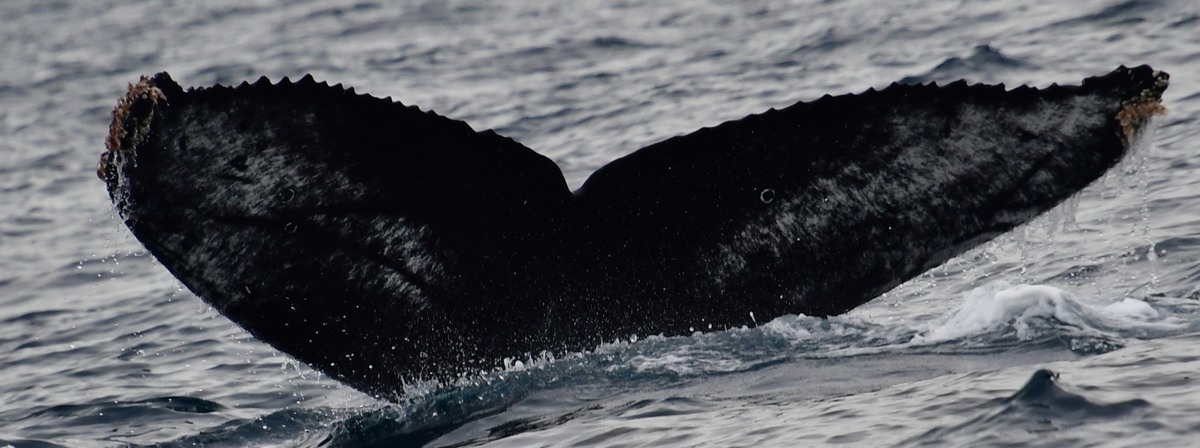 Fluke of CRC-22475