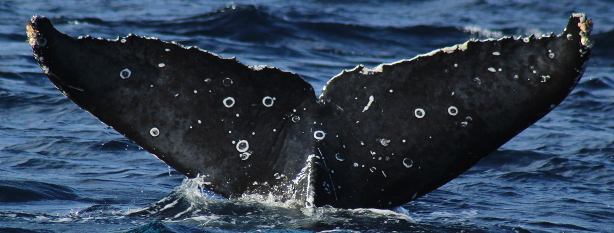 Fluke of CRC-22476