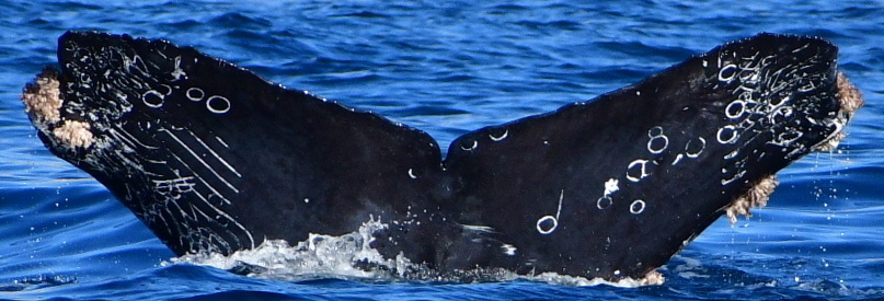 Fluke of CRC-22049