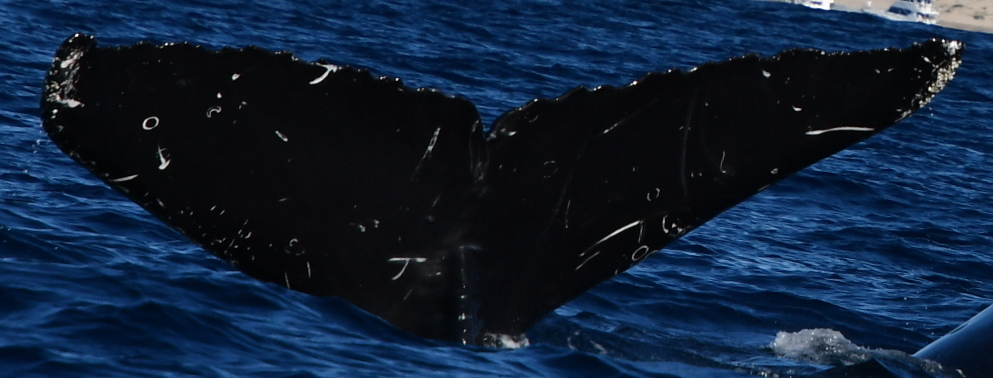 Fluke of CRC-21986