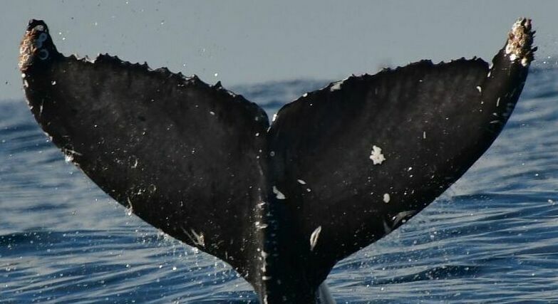Fluke of CRC-22113