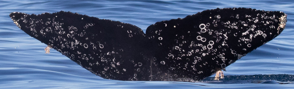 Fluke of Ventana (California)