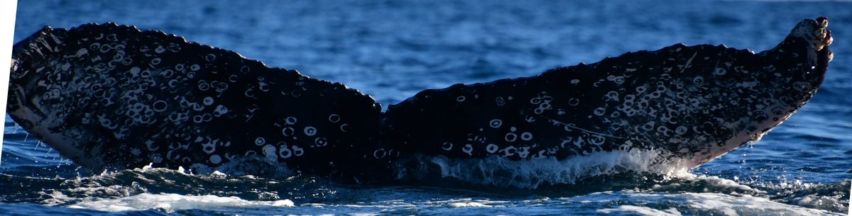 Fluke of HW-MN0523763