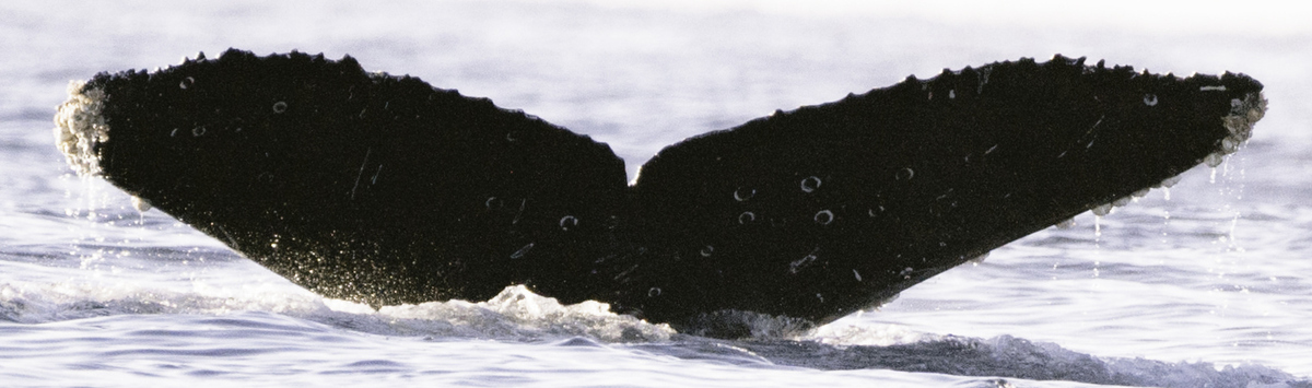Fluke of CRC-22478