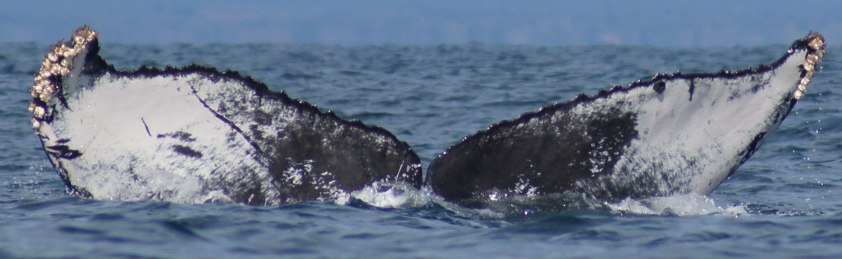 Fluke of Cool Hand Fluke (Pacifica)