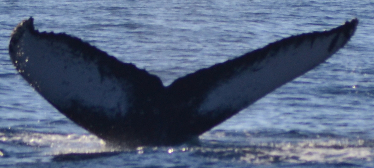 Fluke of HW-MN0523802