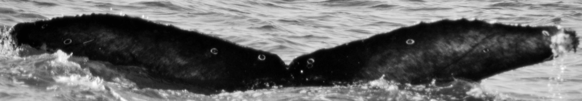 Fluke of CRC-21224
