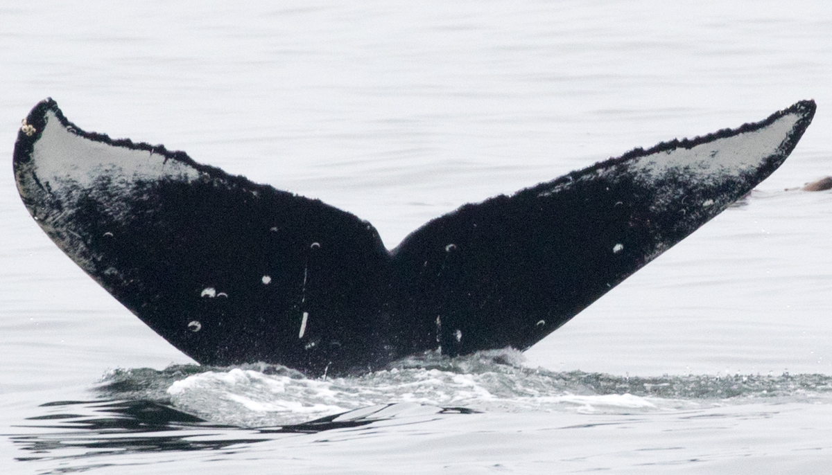 Fluke of Sherwina (CA), Lonestar (BC) or Dreamer (Salish Sea)