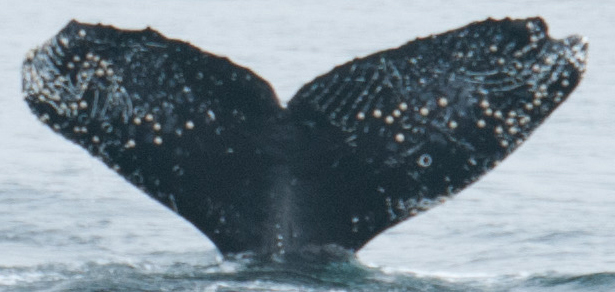 Fluke of Keiko the Humpback (California)