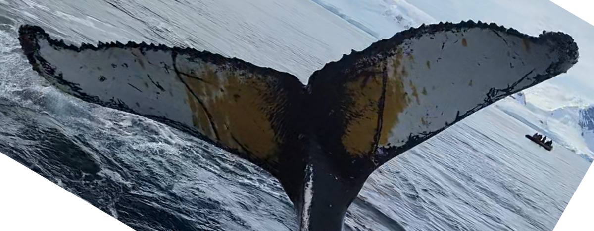 Fluke of HW-MN1305567