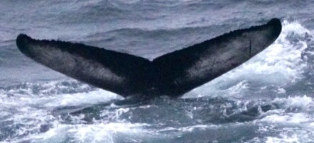 Fluke of HW-MN0103634