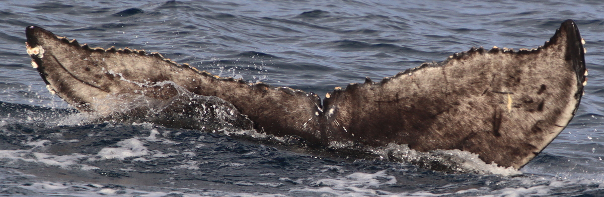 Fluke of HW-MN0103636