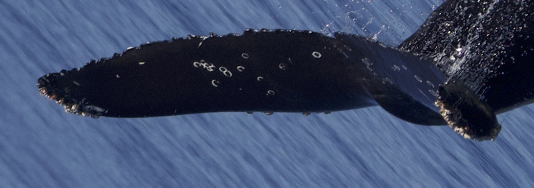 Fluke of CRC-21908