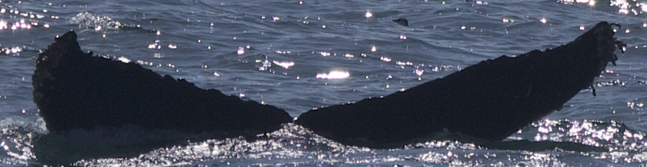 Fluke of CRC-21923