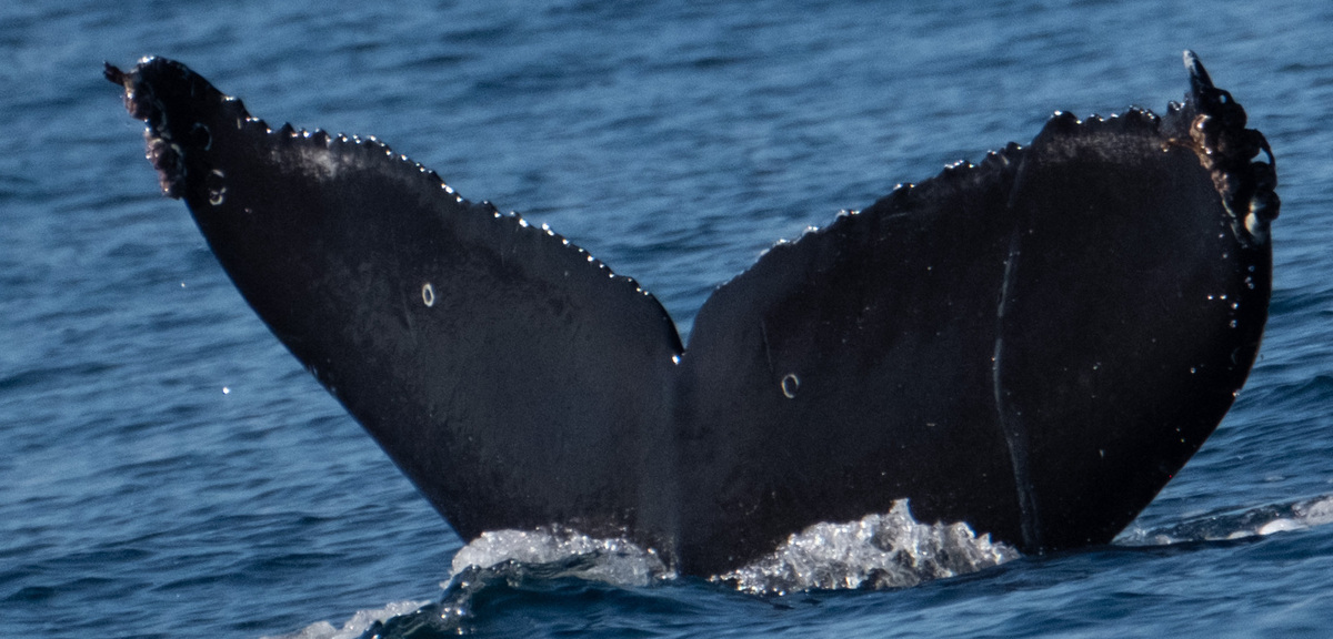 Fluke of CRC-21928