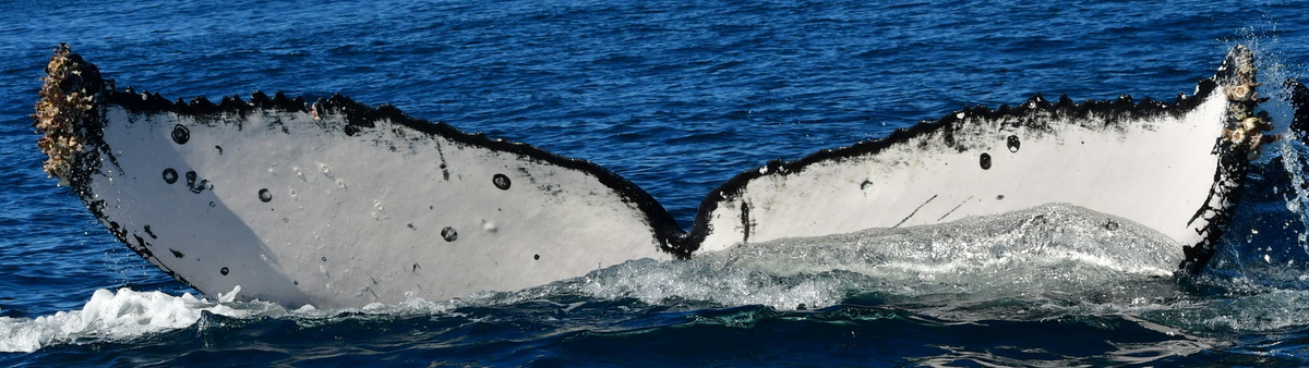 Fluke of HW-MN0523822
