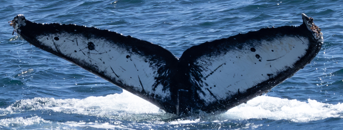 Fluke of CRC-22480