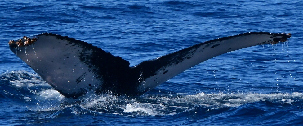 Fluke of HW-MN0523835