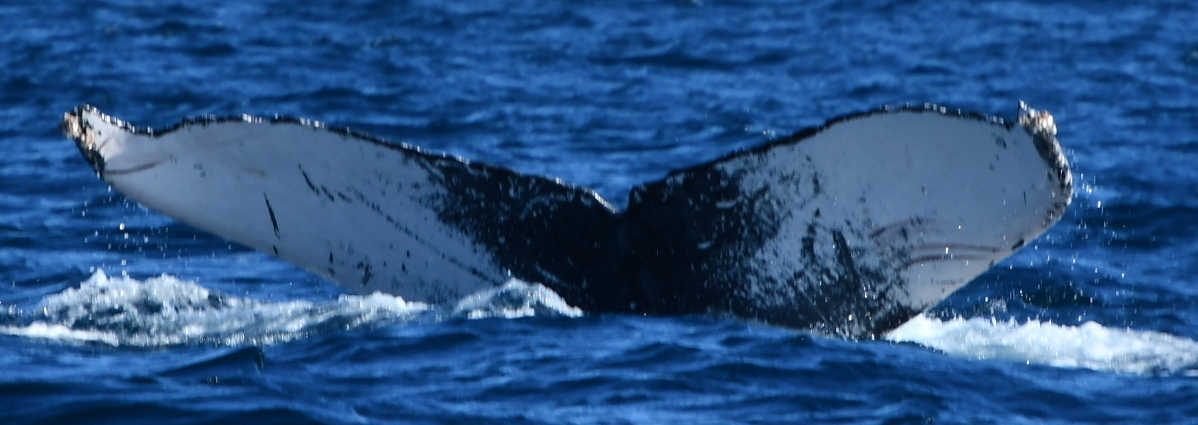 Fluke of HW-MN0523836