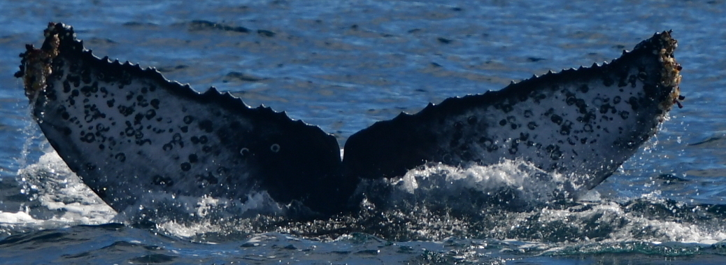 Fluke of HW-MN0523839