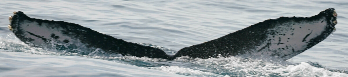 Fluke of CRC-22483