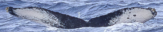 Fluke of HW-MN0523849